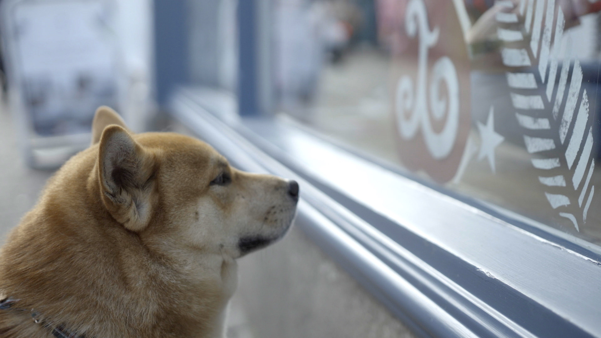Yoshi the dog admires the Seasalt Christmas window displays