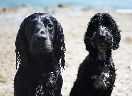 The Best Dog Friendly Beaches in Cornwall