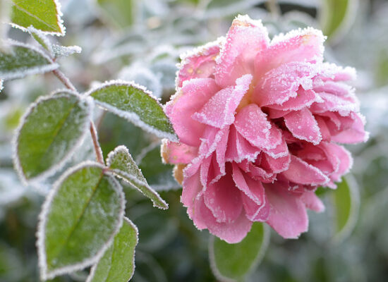 Winter Rose Care with David Austin®